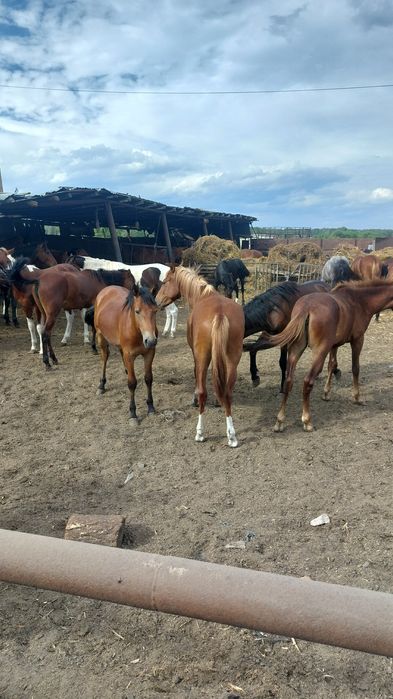 Продам жирных лошадей