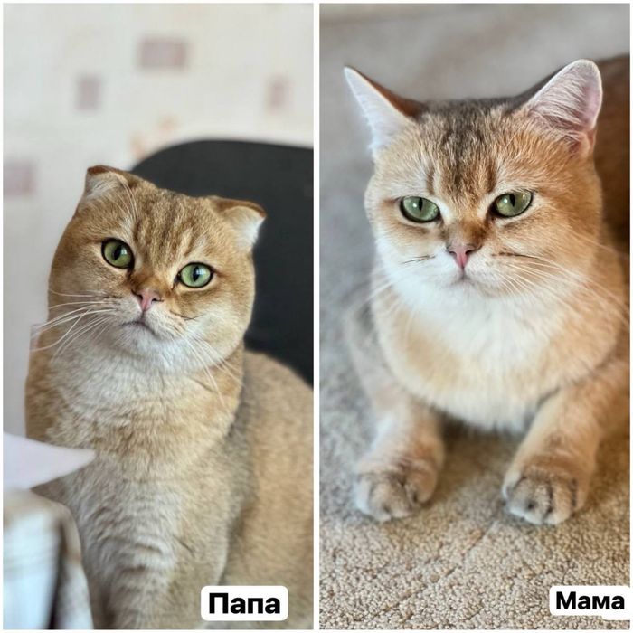 Продаются британские  котята