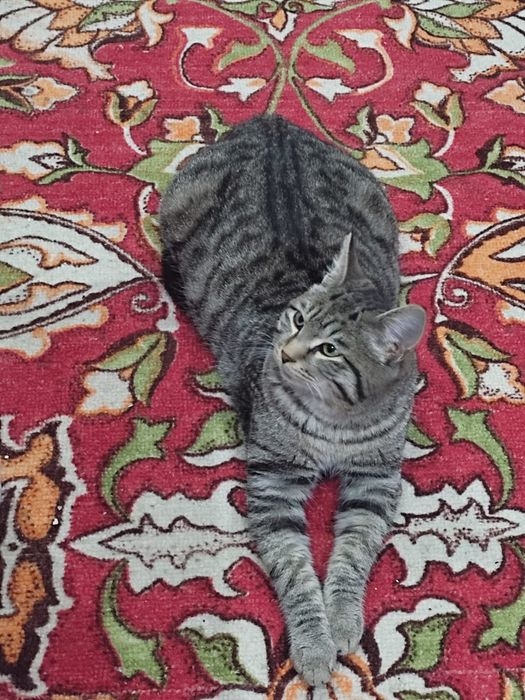 Отдам в хорошие руки кота