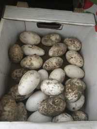 Продам гусиные яйца Башкирская порода