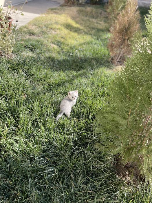 Mramorniy shinshilla 2 oyli o’g’il bola