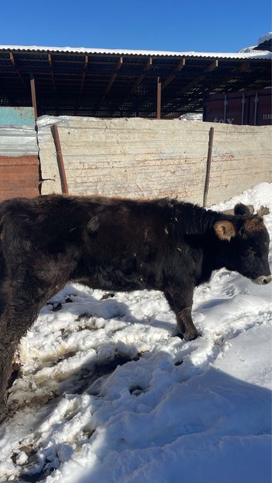 Продам Тёлку  1,3 месяца