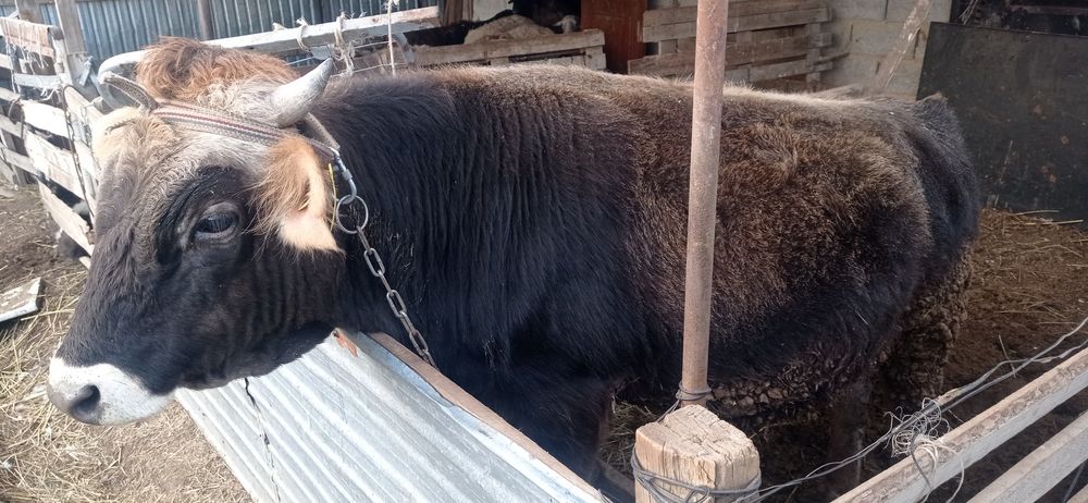 Бычок на откорме