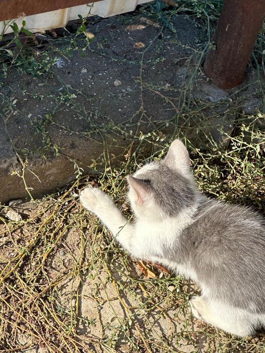 Котенок(примерно 1.3 месяца)