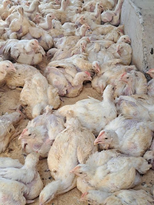 Vând pui colorat și alb de carne