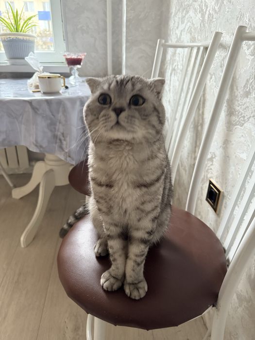 Срочро Кот есть для вязки чистая порода шотландская вислоуха