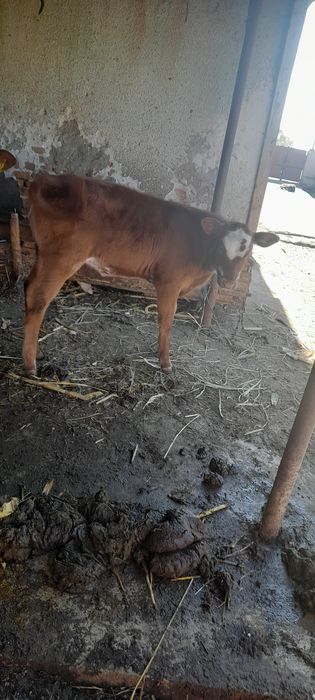 Vând 2 vițele de rasă