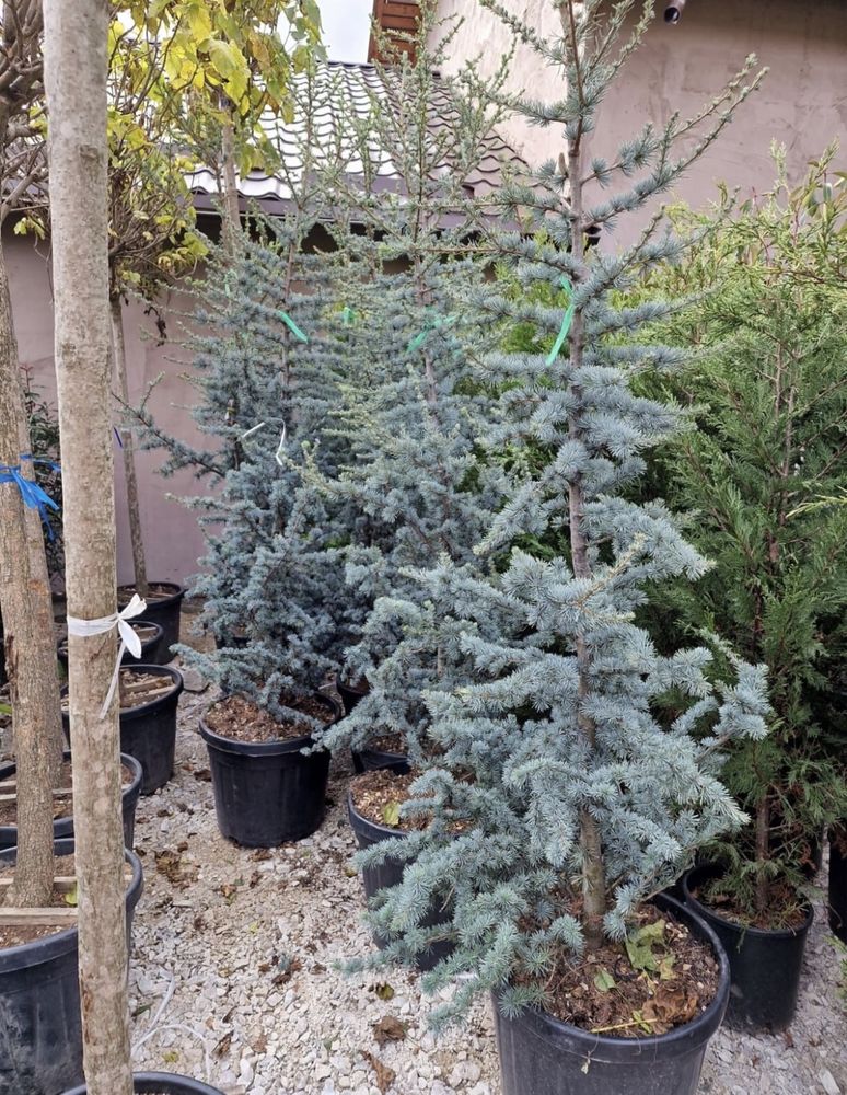 Cedru-cedrus atlantica glauca(argintiu,blue,verde)libanez