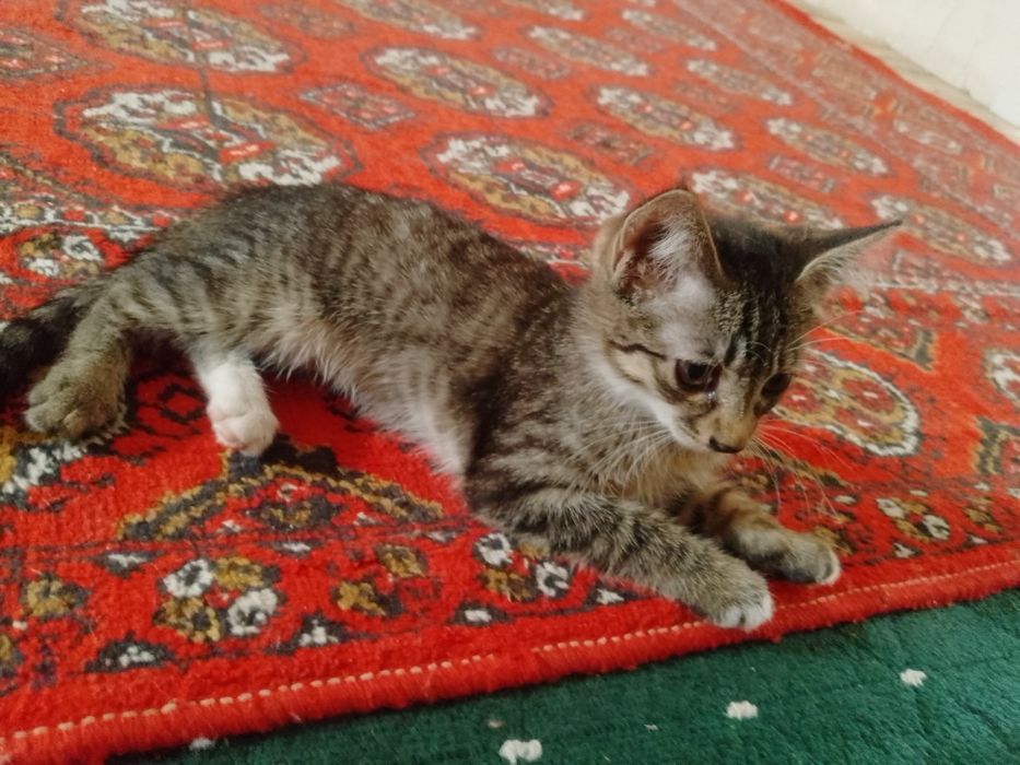 Mushukchalar beriladi