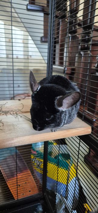 Vând 2 chinchilla (cincila șinșila chinchila) + cusca
