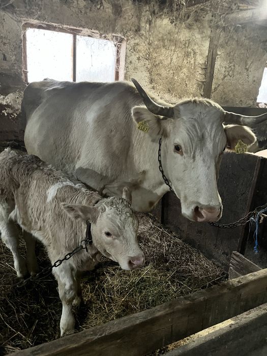 Vand vaca cu vitel de vanzare
