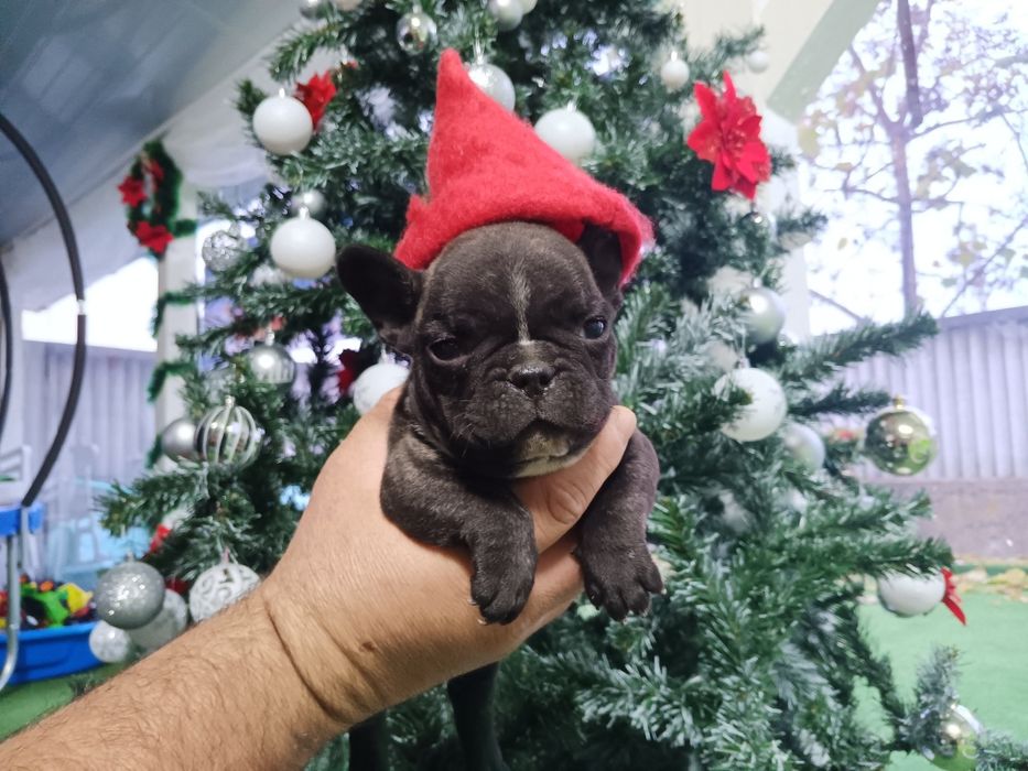 Френски булдог french bulldog