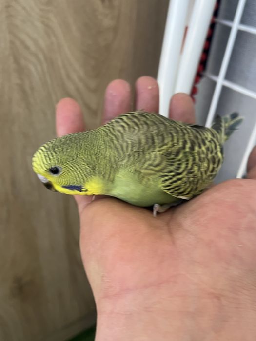 Perusi maruri cu pui cauta locuinta noua