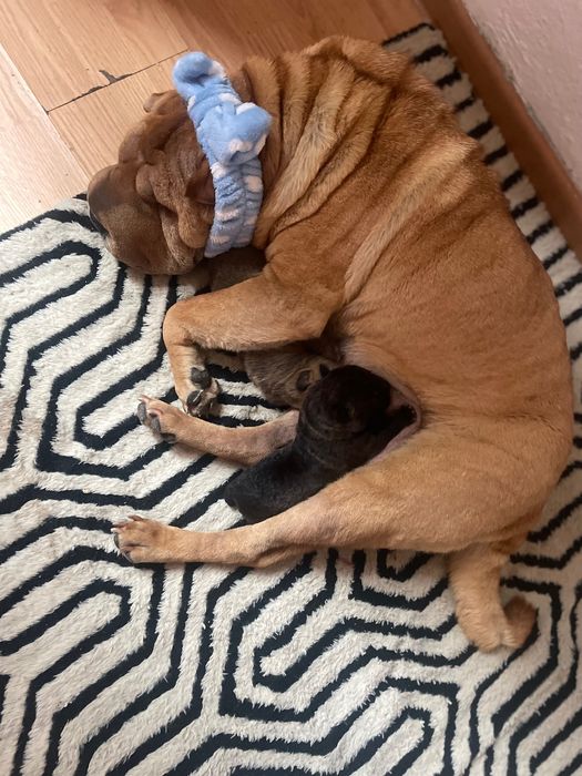 Căței rasa shar pei