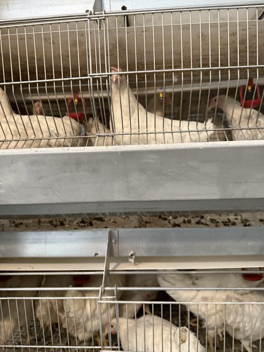 Ломан сенди товуклар сотилади