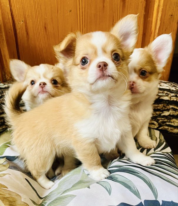 Чихуахуа момиче