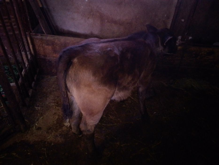 Vițică angus 3 luni