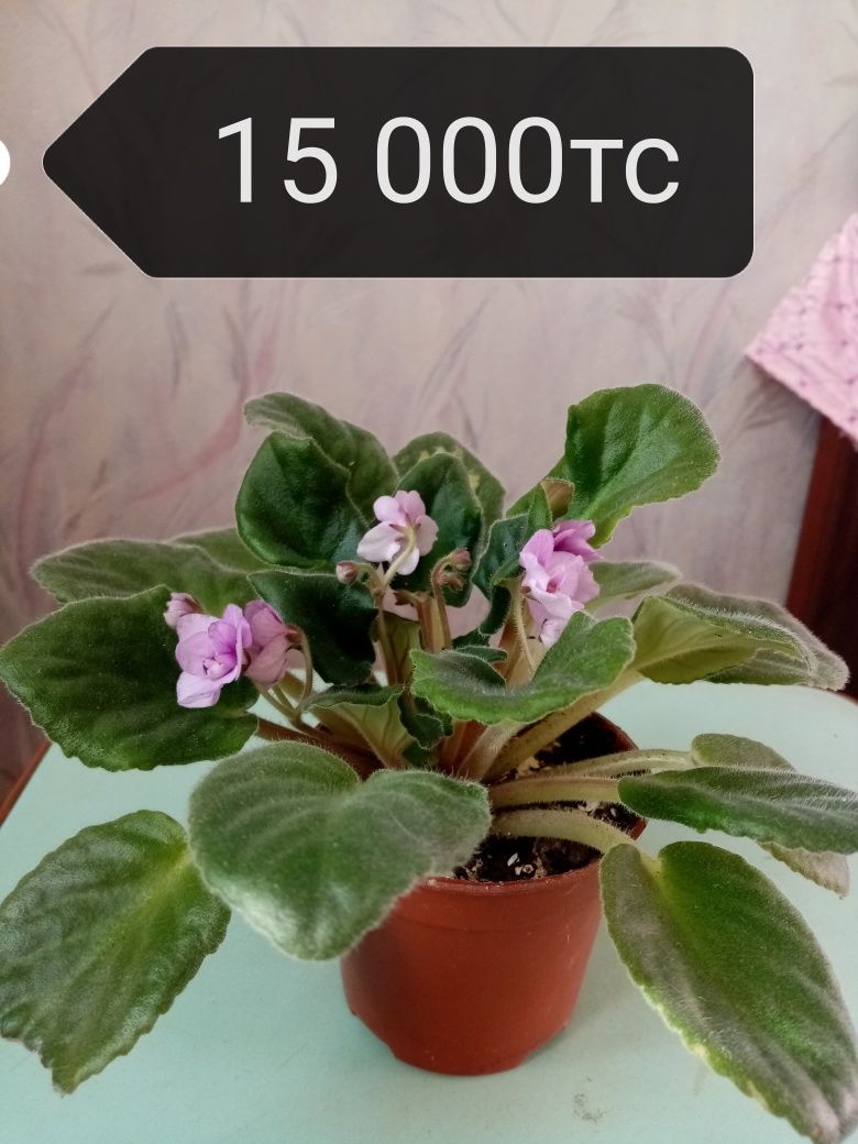 Продаю разные комнатные растения.