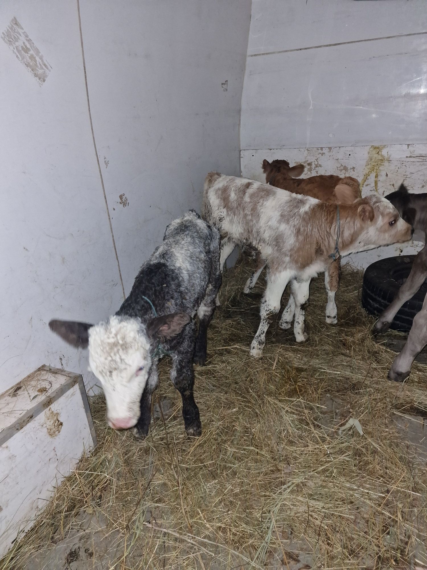 Vând vitei ofer transport în România