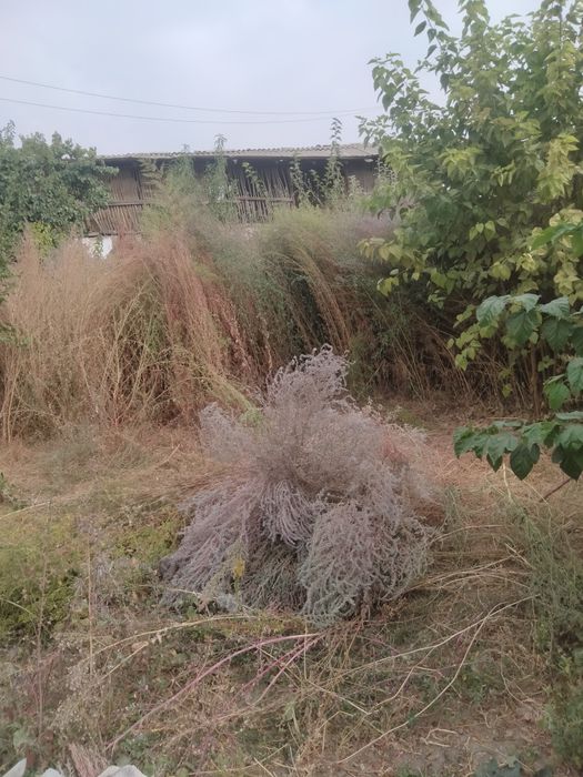 Qauli wipirgilar sotiladi 30mingdan