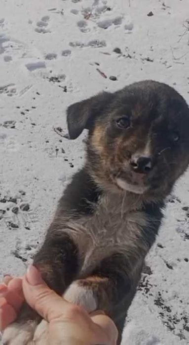 Щенки ищут дом! Срочно!