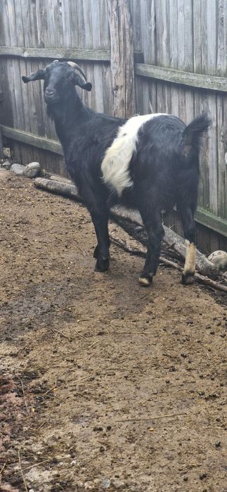 Vand 2 capre un tap si o oaie detalii la nr.