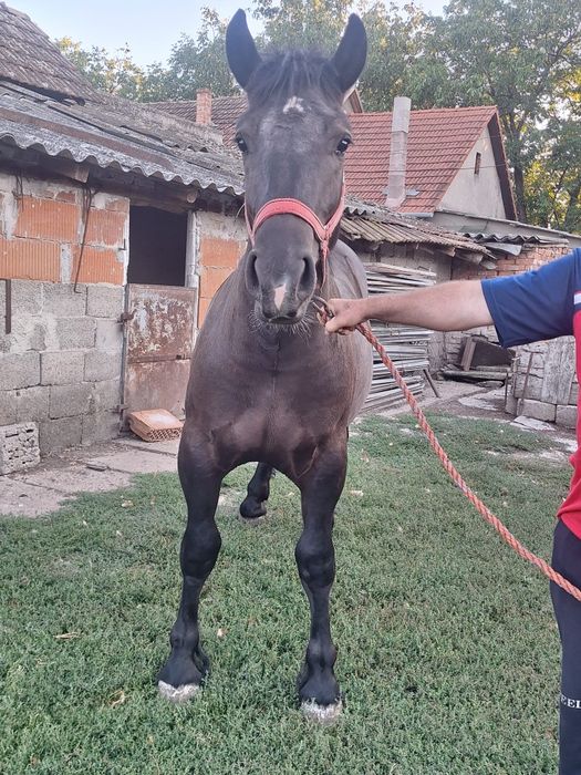 Vând manz negru greu