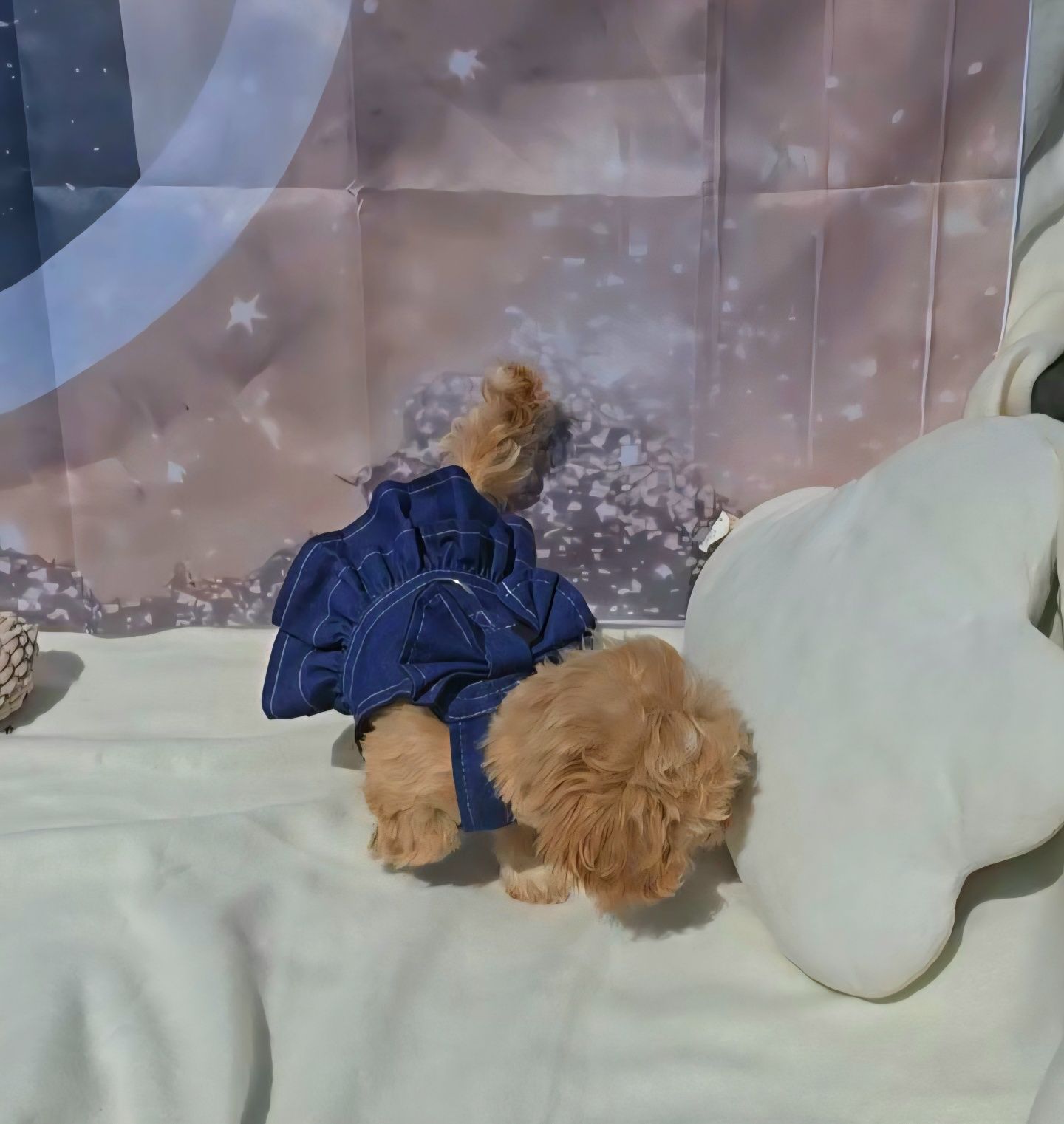 Малтипу 3 месеца, maltipoo