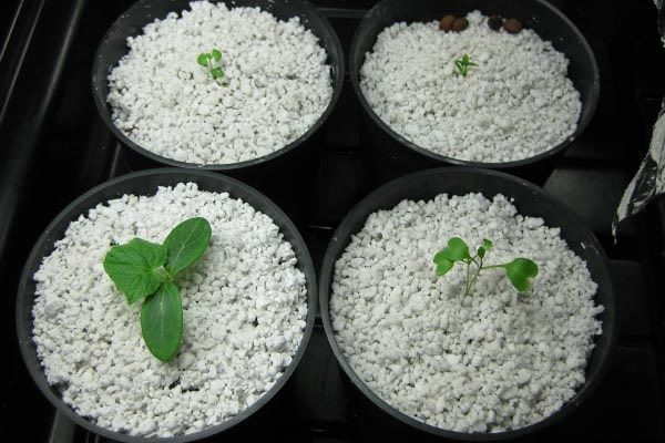 Агроперлит Иран прямые поставки завода