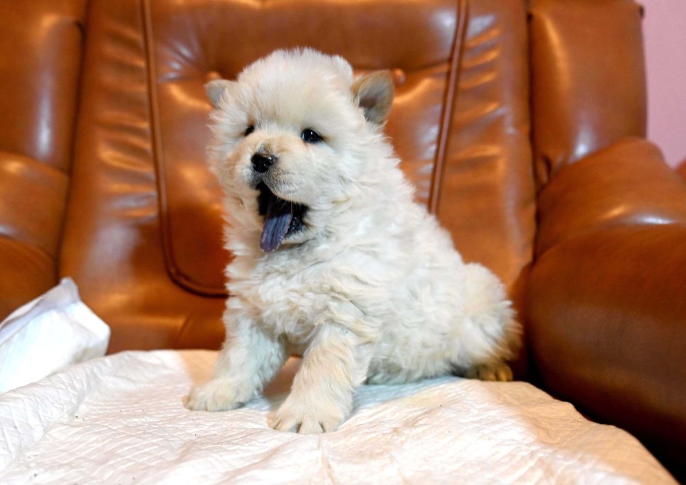 Pui Chou Chow din parinti cu pedigree