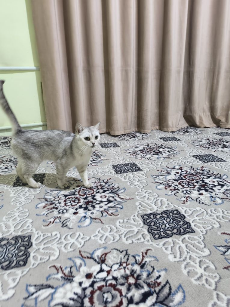 Shinshila 1yosh qiz techkasi kegan