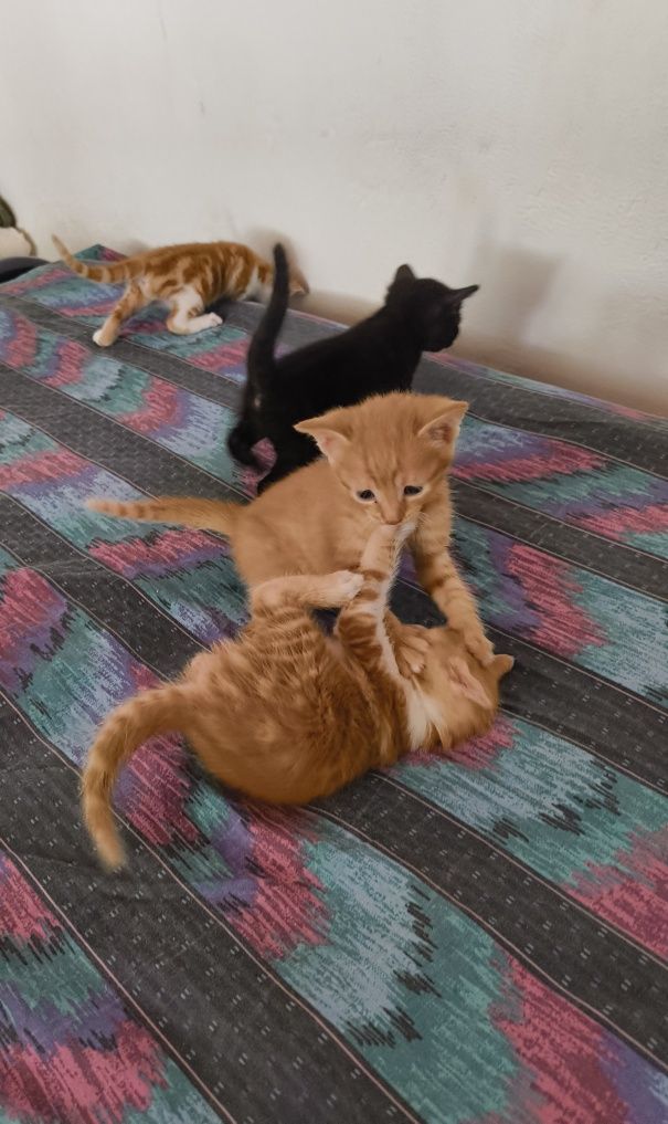 Котета за осиновяване