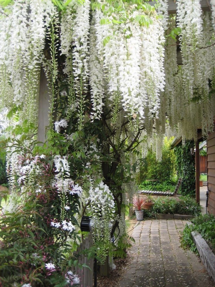 Wisteria( planta agatatoare la ghiveci)