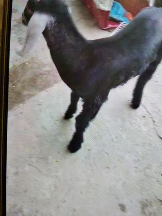 Англонубин тоза зотли така сотилади