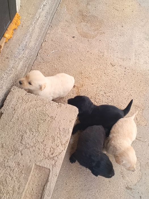 Отдам в хорошие руки