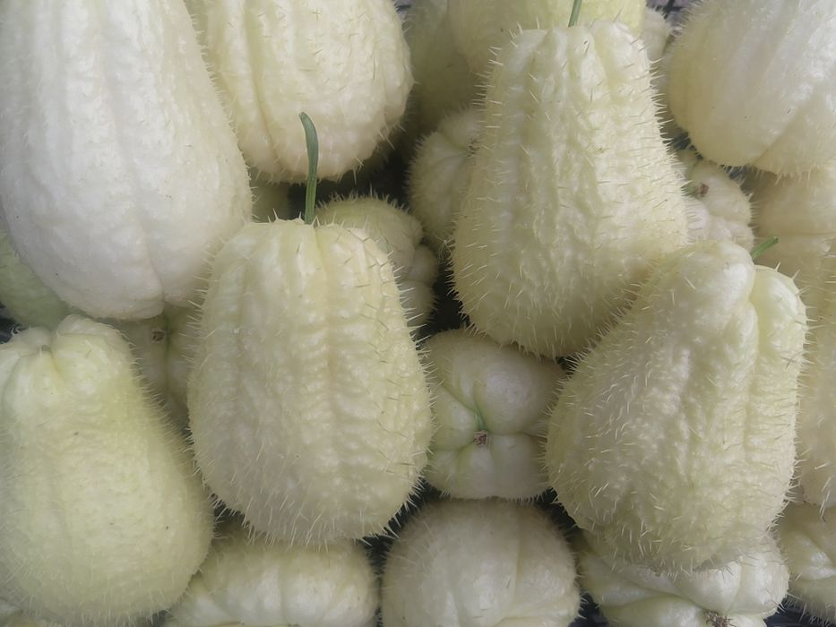 Мексиканска краставица (Чайот)