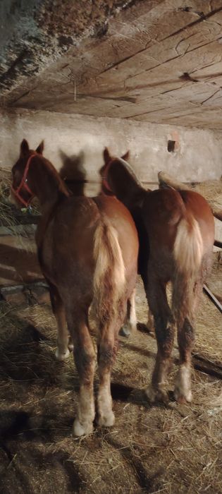 Se vand manzi de 6 luni