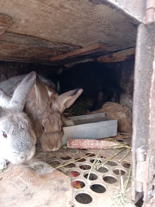 Vând găini,puii de două categorii mari și mici și iepuri