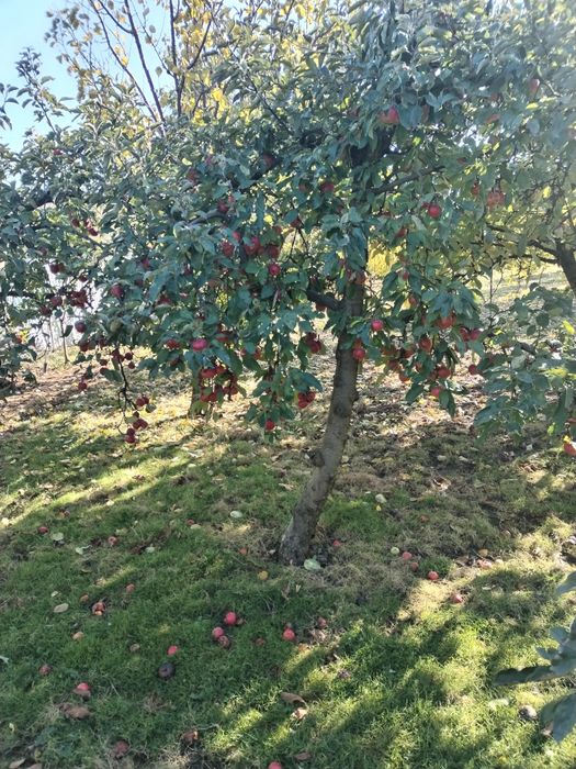 Vând mere naturale nestropite soiul ionatan și iadaret e