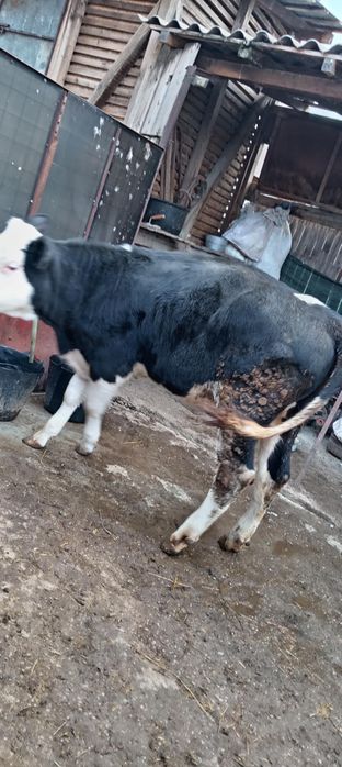 Junincă disponibilă  rasă Bălțată Românească în comuna Breasta