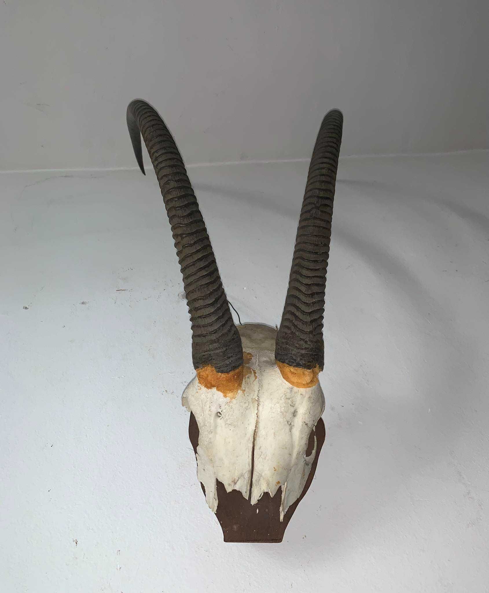 Trofeu coarne Gazela Oryx