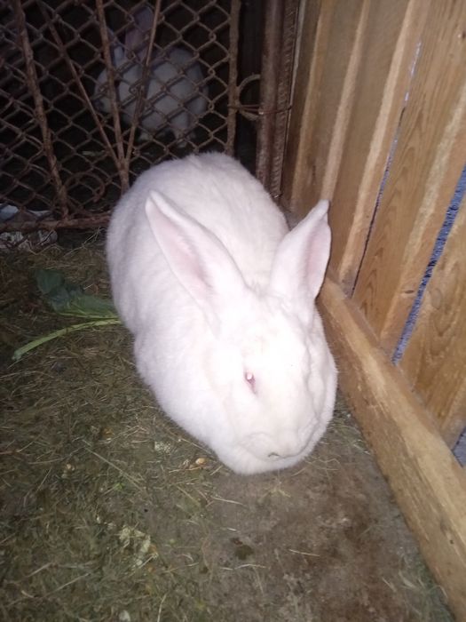 Vand Iepuroaica De Rasa German Urias Alb