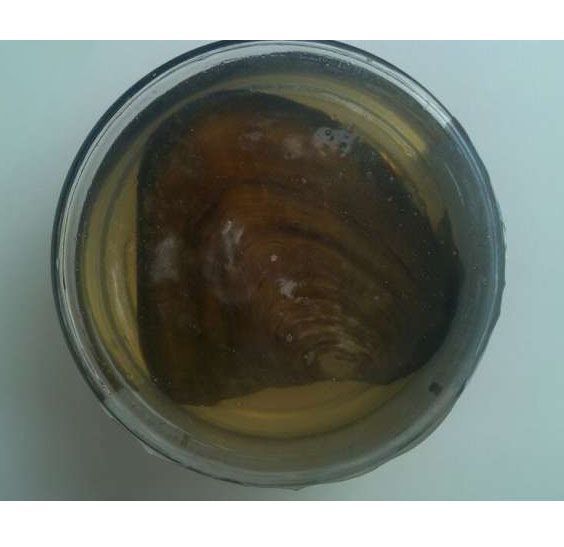 Колие с перла от "жива мида"