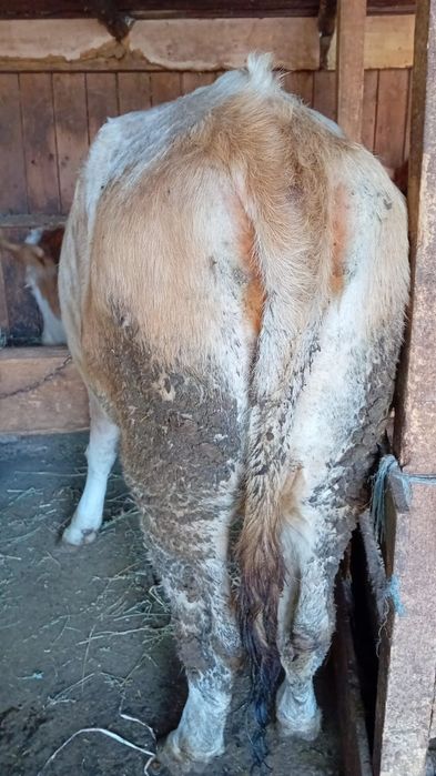 Vând 2 visele pret negociabil la telefon