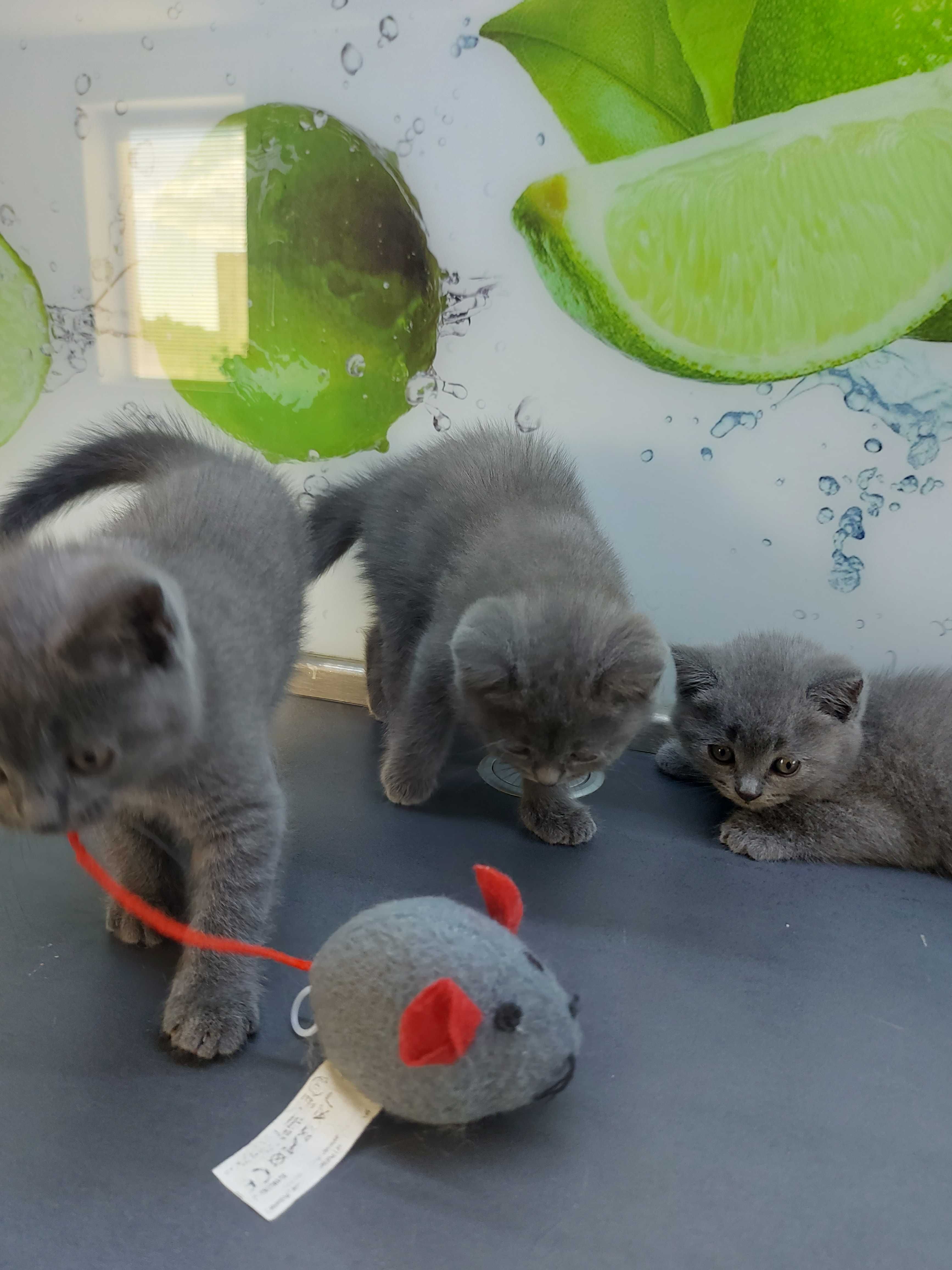 Британски котенца