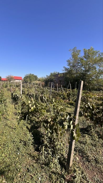 Gradina cu vie 11190mp, Belcesti - Satu nou, jud.Iasi
