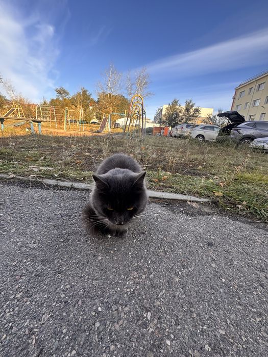 Срочно нужен дом!