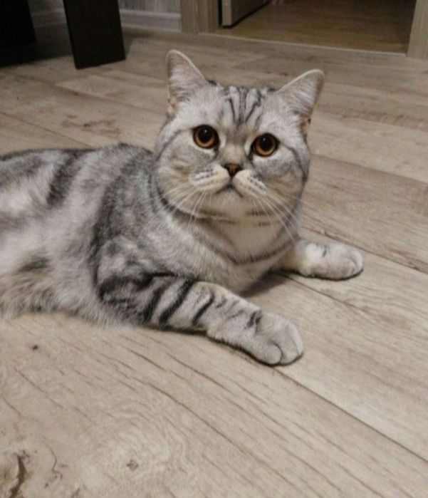 Скоттиш страйт вязка