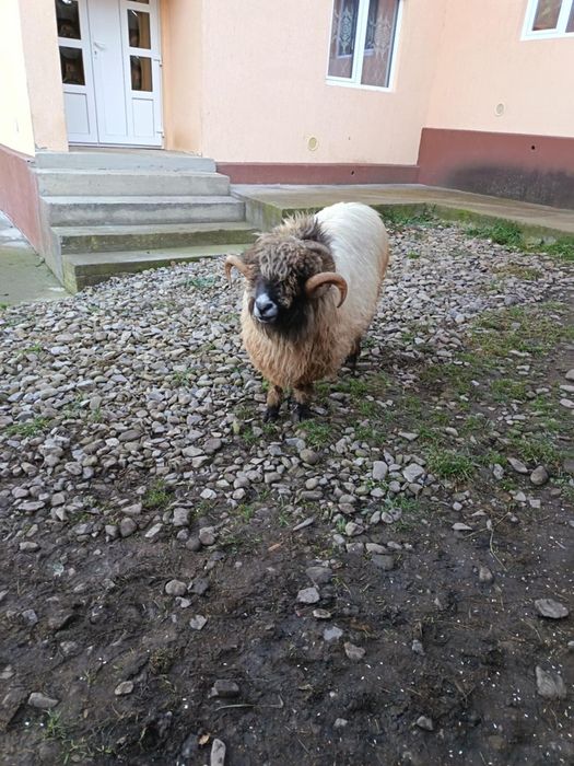 Vând berbec bucălău!