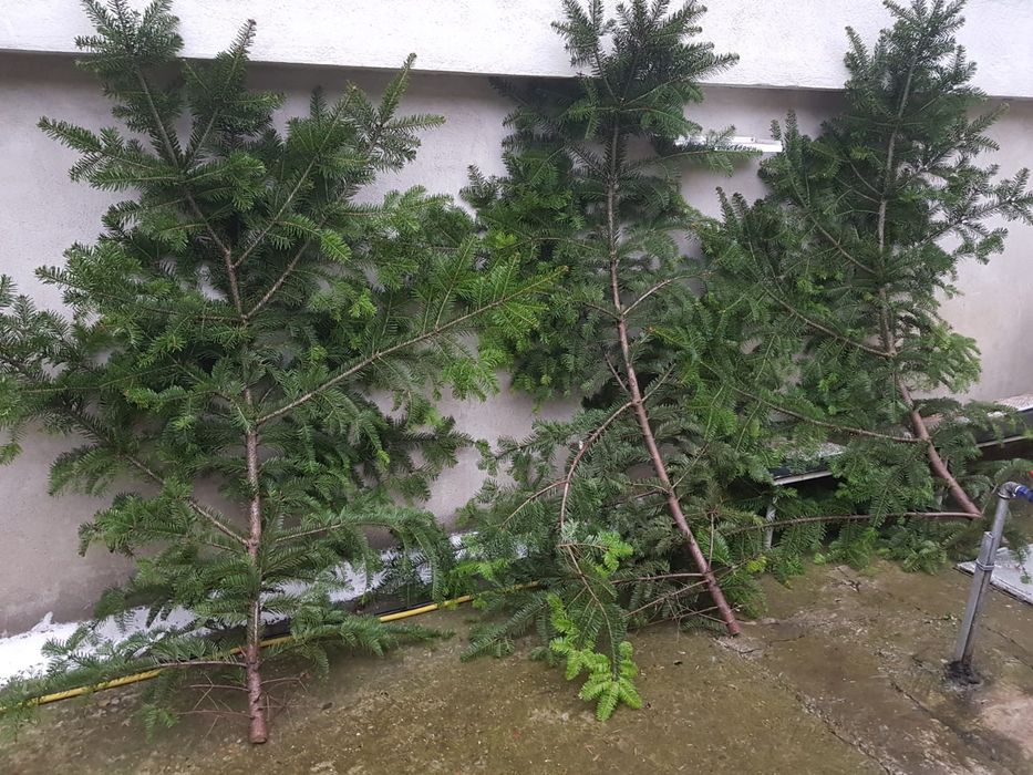 Crengi de brad natural